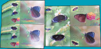 2011年台灣蝴蝶原圖片43套,票均貼圖案面銷林內(癸)首日戳,均附封套