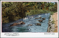 台灣水牛彩色片三片,含小孩騎水牛,土地耕作,水牛行水(Page 155)